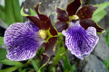 Zygopetalum-Blue-Lake-2