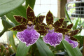 Zygopetalum-Blue-Lake-X-Titanic-2