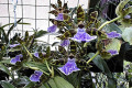 Zygopetalum-Blue-Lake