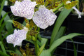 Zygopetalum-mackaii-1