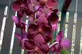 vanda-Unknown