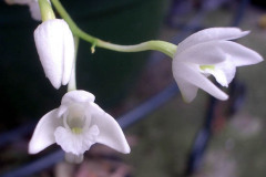 Orchids