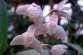 Apple-Blossom-x-gracilicaule
