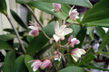 Apple-Blossom-x-gracillicaule-2