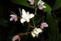 Apple-Blossom-x-gracillicaule-3
