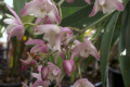 E-V-L-Profusion-1