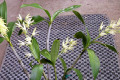 Eureka-x-Gracious-Cascades-1
