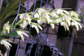 Eureka-x-Gracious-Cascades-2