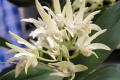 Eureka-x-Gracious-Cascades-3