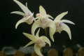 Graham-Hewitt-speciosum-Banjo-X-Ellen-Braeburn