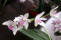 Kingianum-Silcockii-X-Adae-2