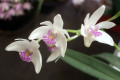 Kingianum-Silcockii-X-Adae-3