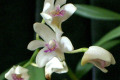 Kingianum-Silcockii-X-Adae