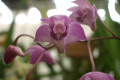 Kingrose-2