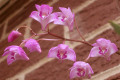 Kingrose-3