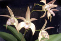 Star-of-Riverdene-X-Hastings-2
