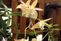 Star-of-Riverdene-X-Hastings