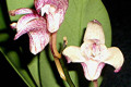 Yondi-Ruby-X-Speciosum-Windermere-1
