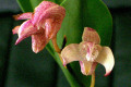 Yondi-Ruby-X-Speciosum-Windermere-2
