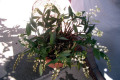 delicatum-1