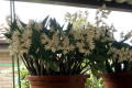 delicatum-1a-full-bloom