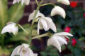 delicatum-2