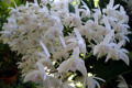 delicatum-4