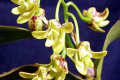 gracilicaule