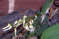 linguiforme-tongue-orchid-1