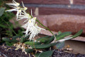 linguiforme-tongue-orchid-2