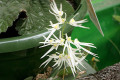 linguiforme-tongue-orchid-3