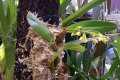 monophyllum-Lily-of-the-valley-orchid-1