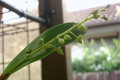 monophyllum-Lily-of-the-valley-orchid-2-in-bud