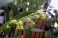 monophyllum-Lily-of-the-valley-orchid-3