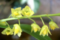 monophyllum-Lily-of-the-valley-orchid-4