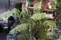 speciosum-King-Orchid-