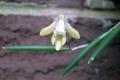 teretifolium-Pencil-orchid-2