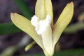 teretifolium-Pencil-orchid-3