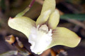 teretifolium-Pencil-orchid-4