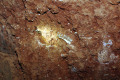 12-Fossil-remains-of-a-wallaby