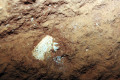17-Fossil-tooth-in-Bone-Cave