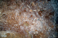 20-Bone-breccia-coarse-grained-sedimentary-rock-with-bone-fragments-embedded