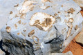 23-Coral-animals-fossils
