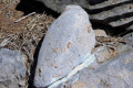 24-A-nautiloid-a-shelled-form-related-to-squid-and-octopus