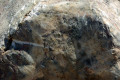 26-Band-of-tabulate-coral-Favocites-now-extinct.jpg