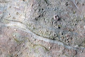 27-Coral-animals-fossils