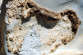 30-Coral-fossil