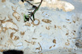 31-Coral-animals-fossils