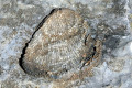 32-Coral-fossil