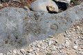 33-Coral-animals-fossils